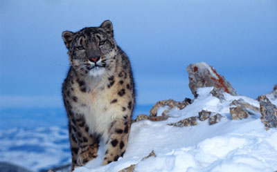 Protecting the God's Pet: Saving Snow Leopard in the Himalayas