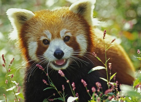NORBU: The Precious Red Panda
